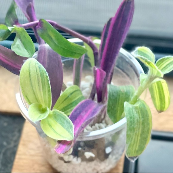 Rare tradescantia cutting bundle - 3 varieties - pink stripe, sillamontana , + - Picture 8 of 12
